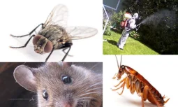 Böcek İlacı Direnci Nedir ve Nasıl Oluşur?